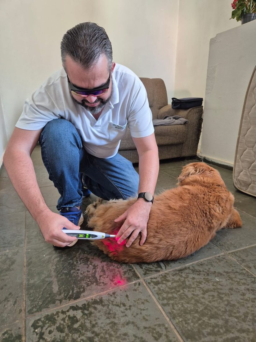 Sessão de laserterapia em gato a domicílio